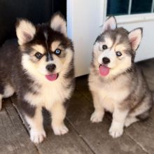 Siberian husky puppies (ready now ) [ luckpeter90@gmail.com]