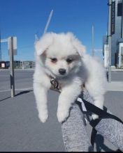 SMART AMERICAN ESKIMO PUPPIES(tayshasonia@gmail.com)