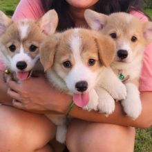 SMART PEMBROKE CORGI PUPPIES FOR ADOPTION (anabelcelia54@gmail.com )