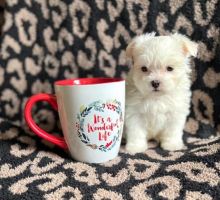 Stunning Teacup Maltese puppies