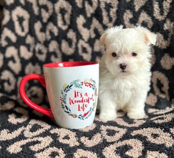Adorable outstanding Maltese puppies ready for their new and forever lovely homes Image eClassifieds4u