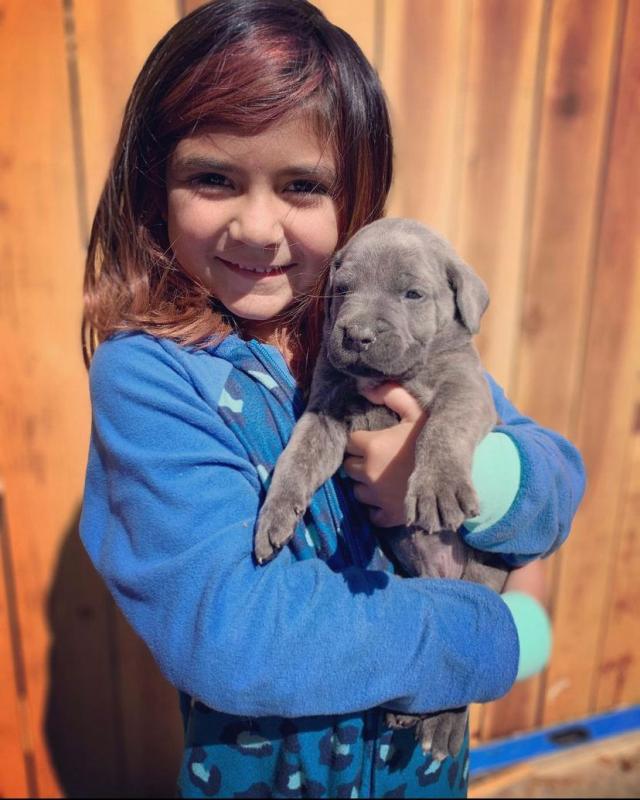 Cane Corso Puppies for sale(mendezphilip34@gmail.com) Image eClassifieds4u