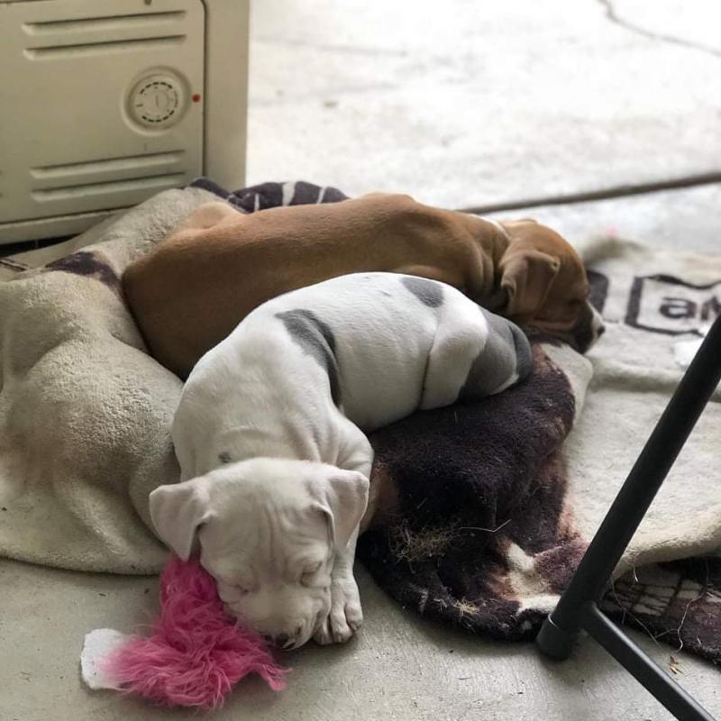 CUTE PIT BULL PUPPIES FOR ADOPTION (douglasarmel62@gmail.com) Image eClassifieds4u