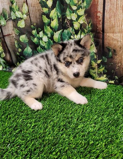 Home Raised Pomsky Puppies Image eClassifieds4u