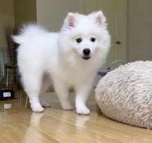 Beautiful American eskimo Puppies puppies for adoption (felixlogan57@gmail.com) Image eClassifieds4U