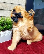 Home of Outstanding Golden Retriever puppies available now Image eClassifieds4u 2