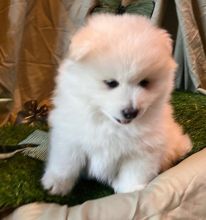 Home Raised Pomsky Puppies Image eClassifieds4u 1