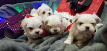 Pure White Maltese Ready for New Home Image eClassifieds4U