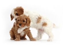 🟥🍁🟥 HEALTHY CKC CAVAPOO PUPPIES 🟥🍁🟥 Image eClassifieds4u 1