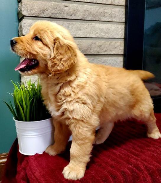 male and female golden retriever pups Image eClassifieds4u