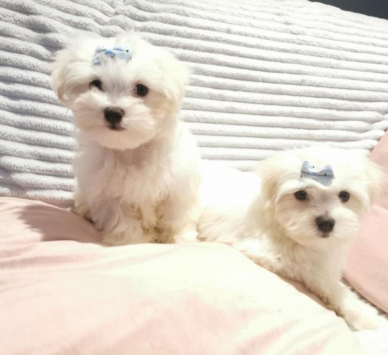 Maltese Puppies Ready for New Family Image eClassifieds4u