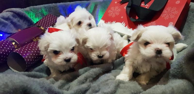 Pure White Maltese Ready for New Home Image eClassifieds4u