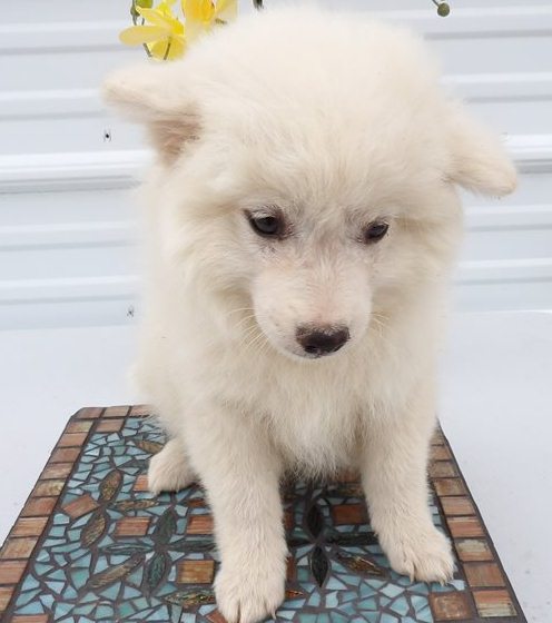 Quality home raised Pure breed Japanese Spitz puppies Image eClassifieds4u