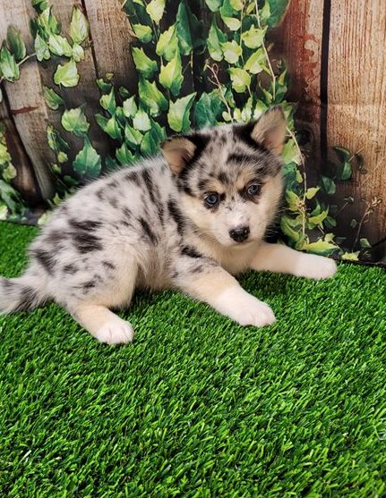 Registered and home raised Pomsky Puppies For You Image eClassifieds4u