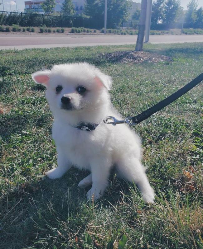 SMART AMERICAN ESKIMO PUPPIES(tayshasonia@gmail.com) Image eClassifieds4u