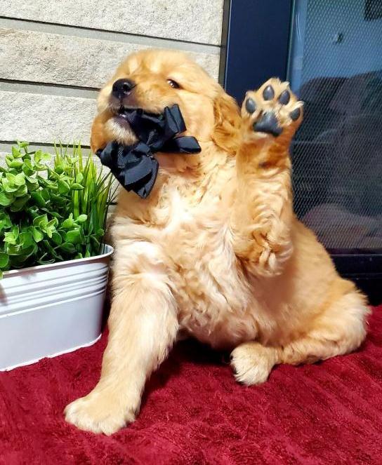 Very healthy Golden Retriever Puppies Image eClassifieds4u