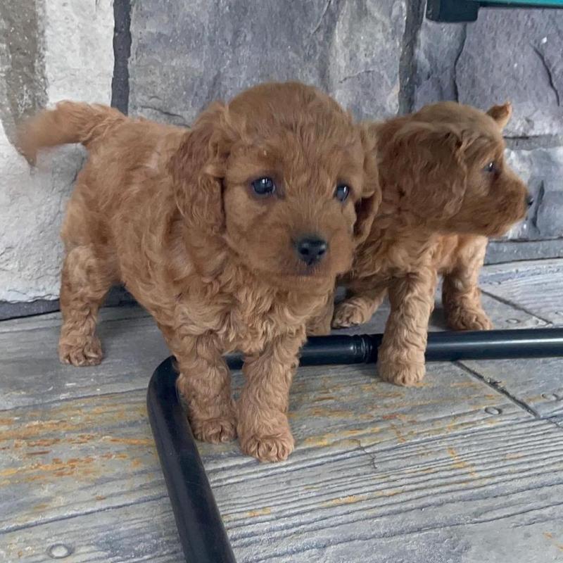 wonderful litter of goldendoodle puppies for adoption , (kgraykevin0@gmail.com) Image eClassifieds4u