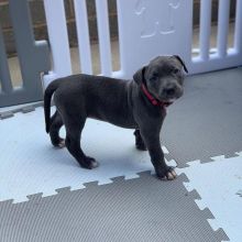 Awesome Blue Nose Pit bull Puppies Available for Adoption