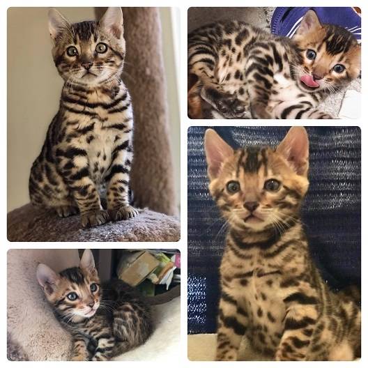❤️3 month old Bengal kitten for rehoming❤️*catalinamarisol3@gmail.com* Image eClassifieds4u
