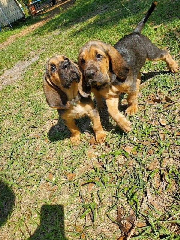 ❤️Beautiful Black and Tan Bloodhounds❤️*tellopsilvia@gmail.com* Image eClassifieds4u