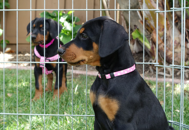 ❤️Beautiful Doberman-Pit Puppies❤️*catalinamarisol3@gmail.com* Image eClassifieds4u