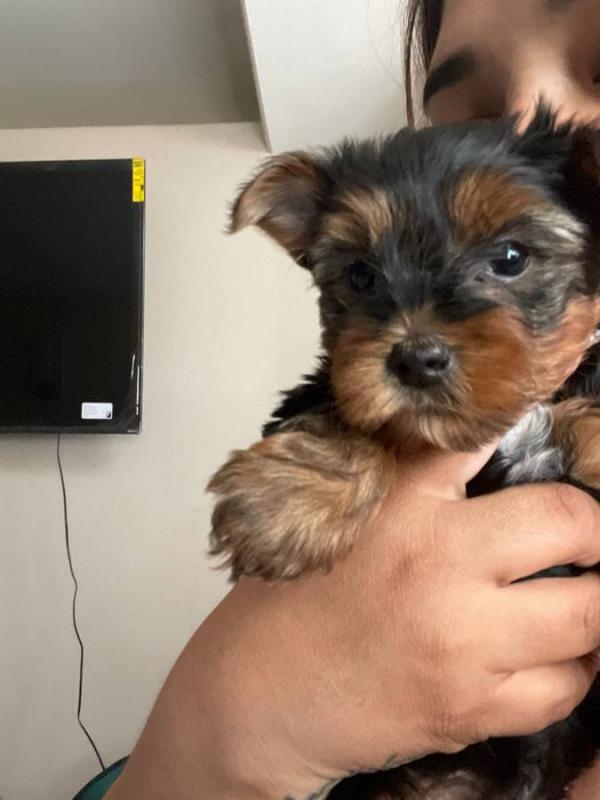 ❤️Black and Tan Male Yorkshire Terrier❤️*catalinamarisol3@gmail.com* Image eClassifieds4u