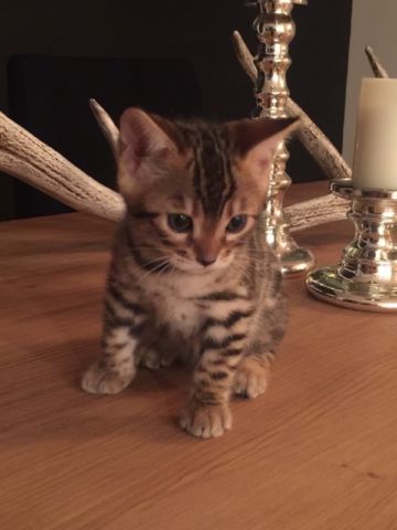 ❤️Gorgeous F3 savannah kittens❤️*catalinamarisol3@gmail.com* Image eClassifieds4u