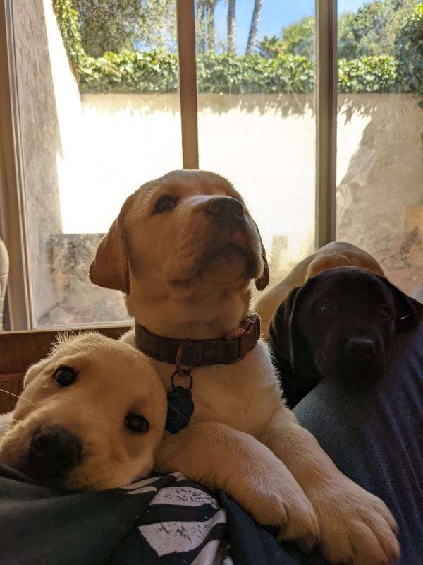 ❤️Labrador Retriever puppy for sale ❤️*catalinamarisol3@gmail.com* Image eClassifieds4u