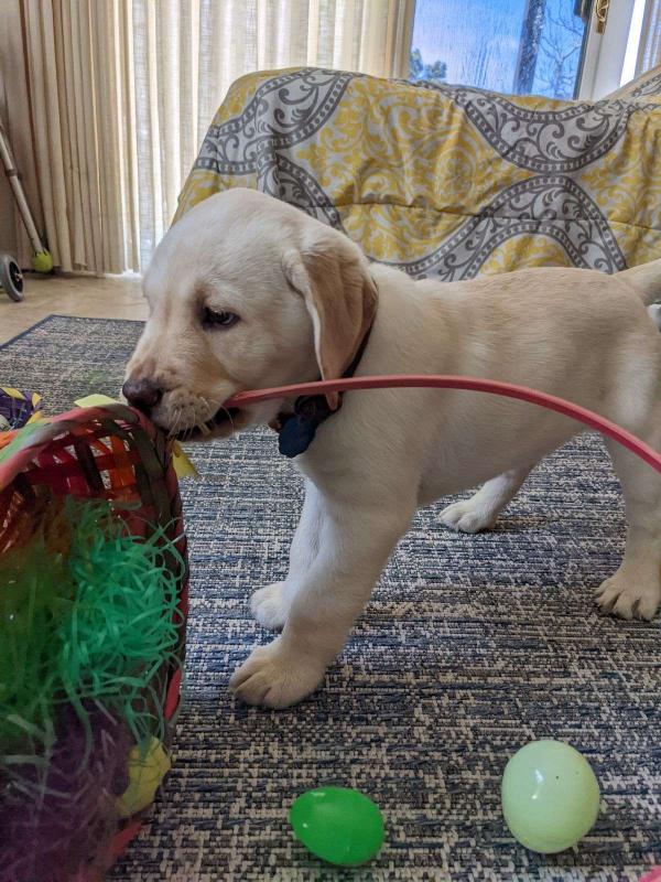 ❤️Labrador Retriever puppy for sale ❤️*catalinamarisol3@gmail.com* Image eClassifieds4u