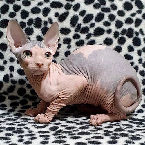 ❤️Pure breed Sphynx Kittens❤️*catalinamarisol3@gmail.com* Image eClassifieds4u