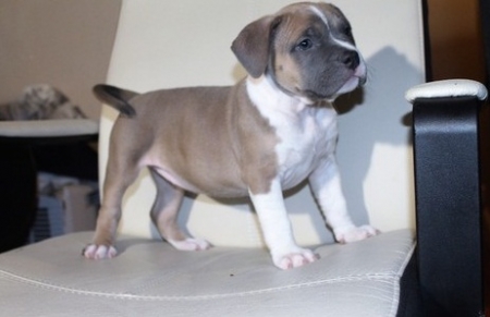 ❤️Pure pure corgi Female❤️*catalinamarisol3@gmail.com* Image eClassifieds4u