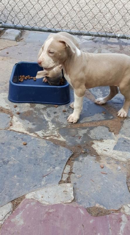 ❤️Pure pure corgi Female❤️*catalinamarisol3@gmail.com* Image eClassifieds4u