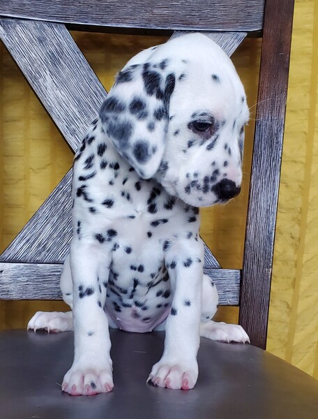❤️sweet Dalmatian puppies for rehoming❤️*catalinamarisol3@gmail.com* Image eClassifieds4u