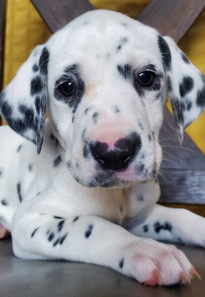 ❤️sweet Dalmatian puppies for rehoming❤️*catalinamarisol3@gmail.com* Image eClassifieds4u