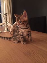 ❤️Beautiful Bengal baby kittens ready❤️*catalinamarisol3@gmail.com*