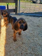 ❤️Beautiful Black and Tan Bloodhounds❤️*tellopsilvia@gmail.com*