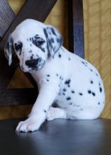 ❤️Beautiful Dalmatian puppy available for sale❤️*catalinamarisol3@gmail.com*