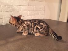 ❤️Gorgeous F3 savannah kittens❤️*catalinamarisol3@gmail.com*