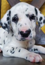 ❤️sweet Dalmatian puppies for rehoming❤️*catalinamarisol3@gmail.com*