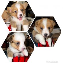 3 Corgis pups looking for a forever home. *catalinamarisol3@gmail.com*