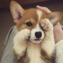 Adorable corgi puppy!❤️catalinamarisol3@gmail.com❤️