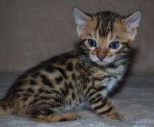 Bengal kitten needing to be rehomed *catalinamarisol3@gmail.com*