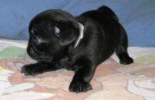 Black Pug Puppies for sale*catalinamarisol3@gmail.com*