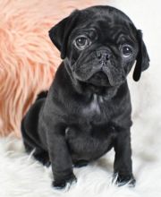 Cute And Lovely Pug Puppies