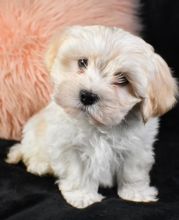 Cute male and female Lhasa Apso puppies