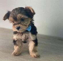 Cute Yorkshire Terrier puppies