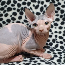 Excellent Sphinx Kittens available❤️catalinamarisol3@gmail.com❤️