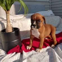 lovely male and female boxer Puppies