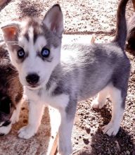 Mixed Siberian Husky Puppies available*tellopsilvia@gmail.com*