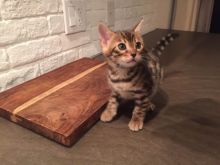 Perfect Quality Bengal kittens*catalinamarisol3@gmail.com*